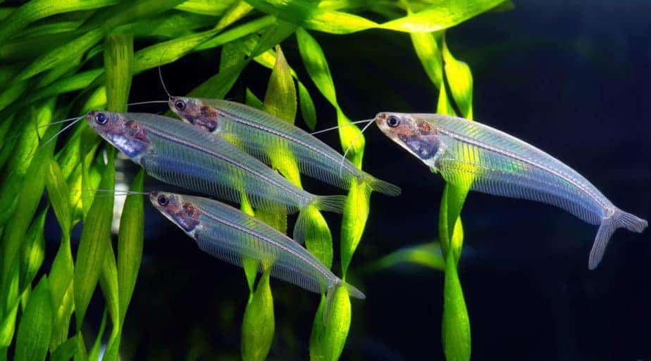Which Aquarium Plants Produce Oxygen - With 5 Examples