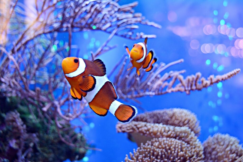 How Long Do Clownfish Live? | All About Clownfish Lifespan