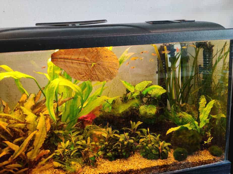 How You Can Use Indian Almond Leaves in your Aquarium
