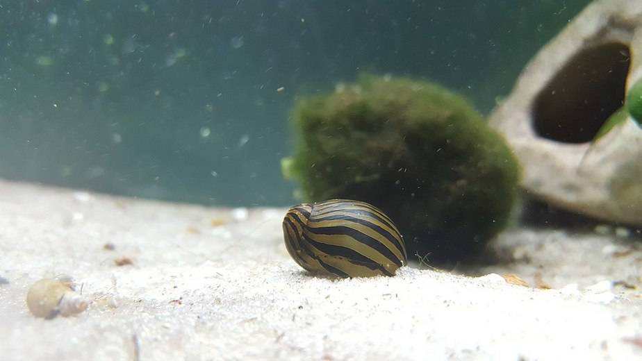 Should you Temperature Acclimate Aquarium Snails? | Yes or No