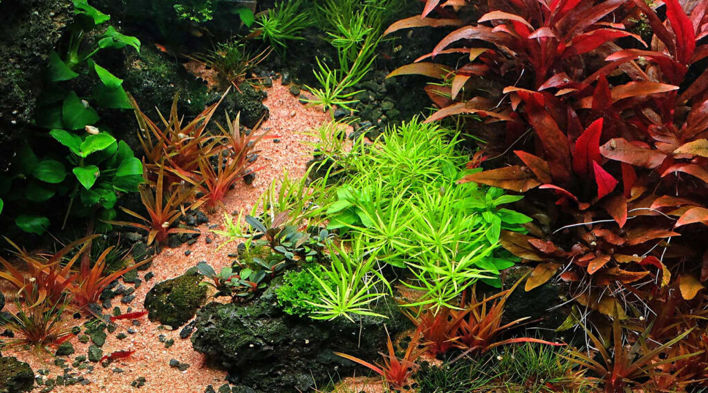 The Best Types of Aquarium Sand for Plants