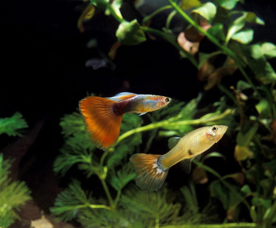 Top 11 Best Plants For Keeping and Breeding Guppies (pics)