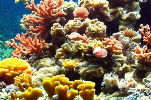 Best Coral Glue for Fixating Corals in Your Reef