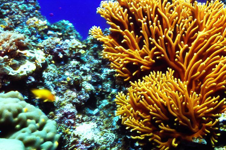 Can Bubble Corals Sting You?