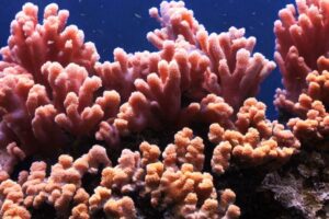 Colt Coral: In-depth Care Guide For Beginners: Natural Habitat and Appearance