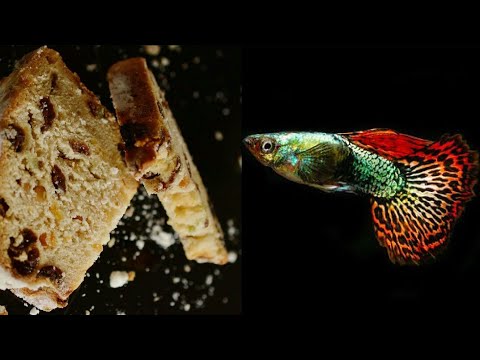 Can you Feed Bread to Your Aquarium Fish?